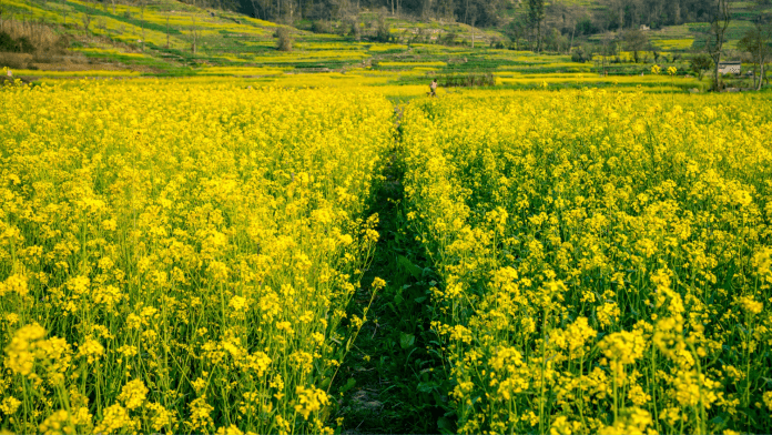 Mustard Crops