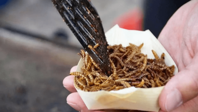 insects food