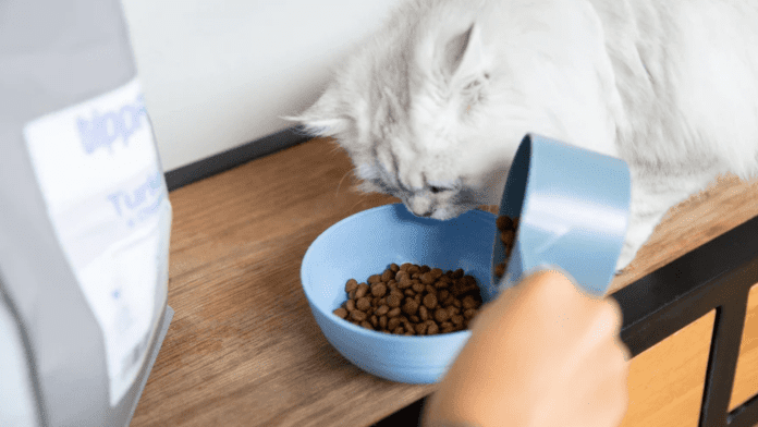 Best Cat Food