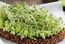 Protein Sprouts